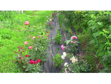 IMG 0294.JPG