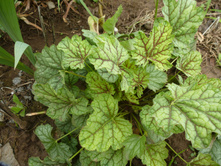 P1040051.JPG ������� ��������.