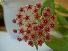 ���� Gracilis.jpg