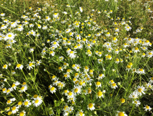 IMG 20150711 183037.jpg