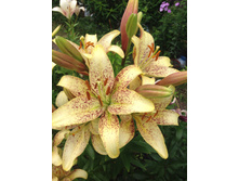 ��������-