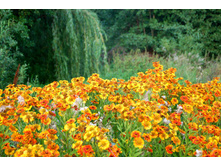 ���������. 100