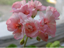 ���������� Something Special(����)