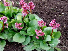 ����� ������������ 100