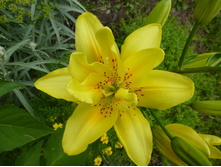 P1040044.JPG ����� ���� �������