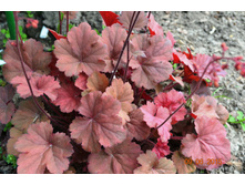 ����� ����