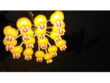 Hoya waymaniae- ����� ��� ���� ....