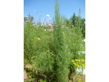 P1040144.JPG ������ "����� ������"