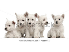 Stock-photo-five-west-highland-terrier-puppies-weeks-old-in-front-of-white-background-76680814.jpg