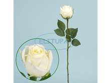 ��000051 ���� ������� �������� 56 �� (24 �� � ���.)(Mbox 288 ��.) 88�.png