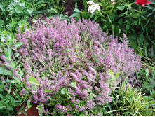 ������ ( ������)