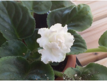 ����� �������