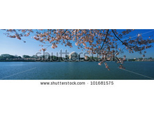 Stock-photo-this-is-the-jefferson-memorial-with-cherry-blossoms-bordering-the-top-of-the-frame-the-tidal-basin-101681575.jpg