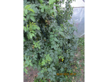 ��������...