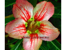 Adenium obesum vanessa.jpg