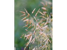 ������� �������� 12,5�� ��� 00037298 2446,88 ���.