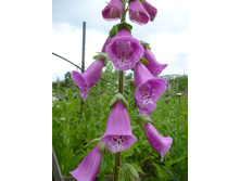 P1030991.JPG ����������� 15�.2��.