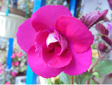 DSC01411.JPG