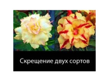 Adenium Obesum Hybrid NEW-28 X NEW-37.jpg