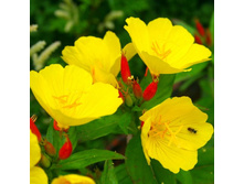 ������� 70