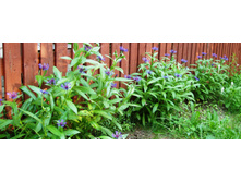 ������� ������