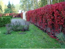 ������� �������� 100