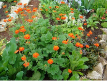 �������� 80