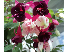 natasha sinton � �����������