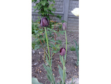 IMG 20140519 074641.jpg