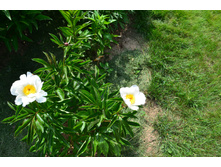 ���� 2015 250.JPG