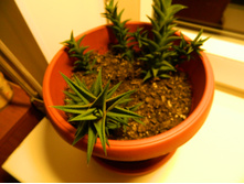 ����������� �������