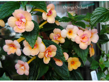 Orange Orchard