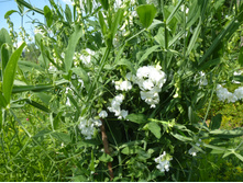 P1040021.JPG �������� �������