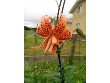 ����� ������