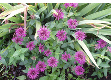 ������� ���������