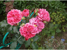 �������� �������