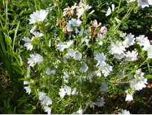 P1040006.JPG ������ ���������(���������� ���������)