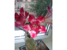2015-07-11 10.38.24.jpg