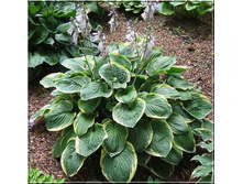 �������� ���.150 �