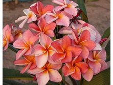 �������� Boon Yen.jpg