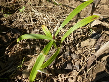 P1040140.JPG����� ����� �����