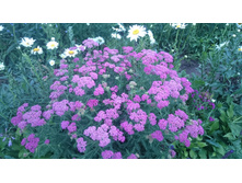 ������������� �������, ���� 90 ���, ����� ����