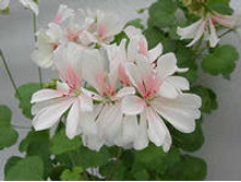 Honeywood Suzanne(������).jpg