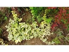 ��������� ������� ������� ����