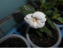 'Ivory Queen'