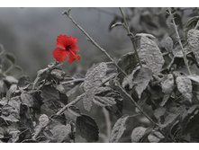 �������� ������� ����� ���������� �������, ����������� ��� ������ ������. ������ �������.