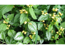 ������� ������������ ������ 70