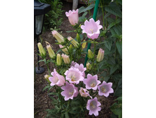 ����������� 2-������ ��������� ����