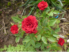 P1040119.JPG���� ���������.