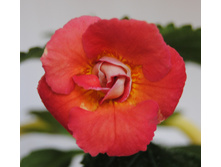 DSC 0044.JPG